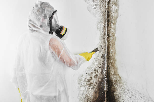 Best Emergency Mold Remediation  in Highland, UT