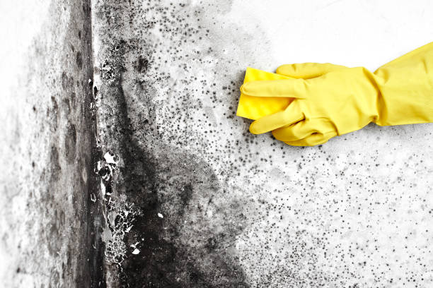 Best Industrial Mold Remediation  in Highland, UT