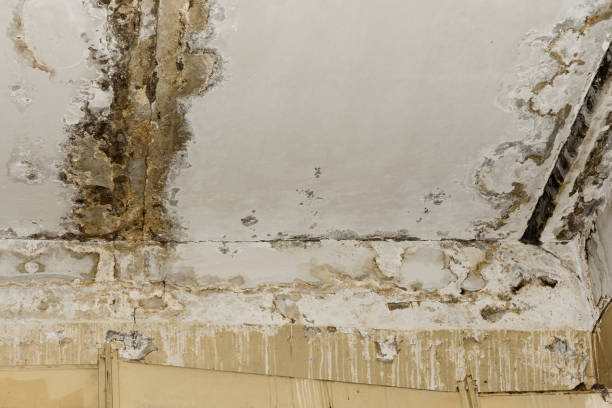 Environmental Consulting for Mold Prevention in Highland, UT